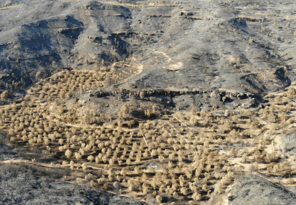 Imatge de capçalera de #Rebrotem