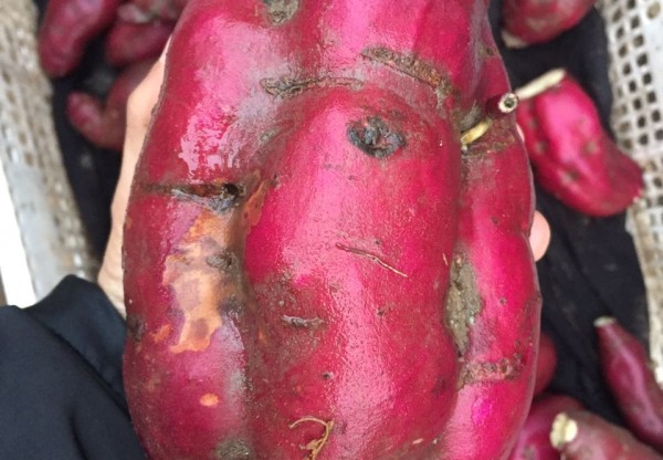 Imagen de cabecera de Un Baluarte Slow Food Chile: 