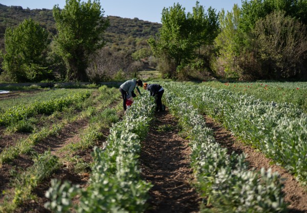 Bajo el Asfalto está la Huerta! cultivando futuro's header image