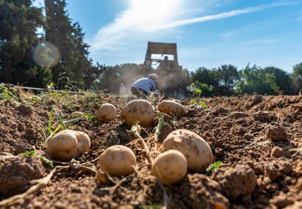Protegim els camps de la kosturica dels atacs del senglar's header image