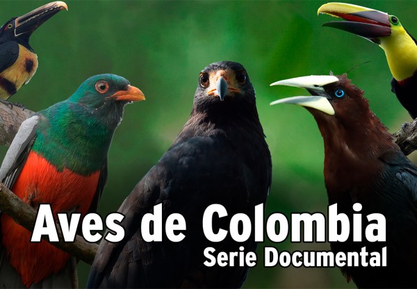 Serie documental Aves de Colombia's header image
