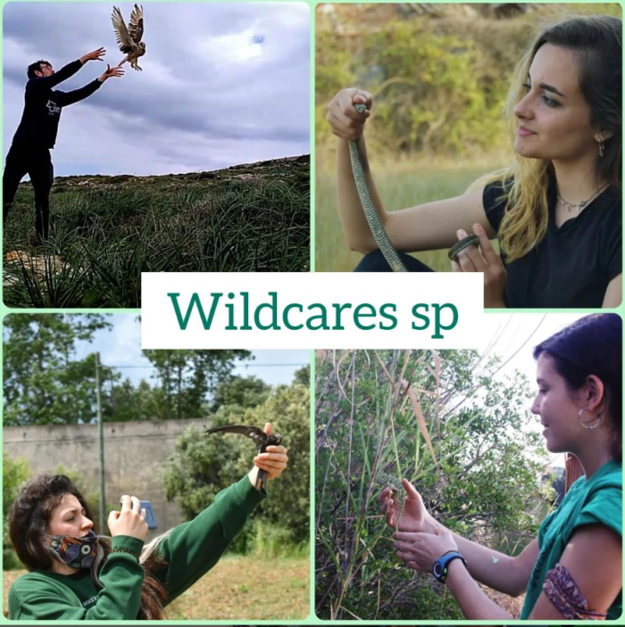 equipo-wildcaressp.png