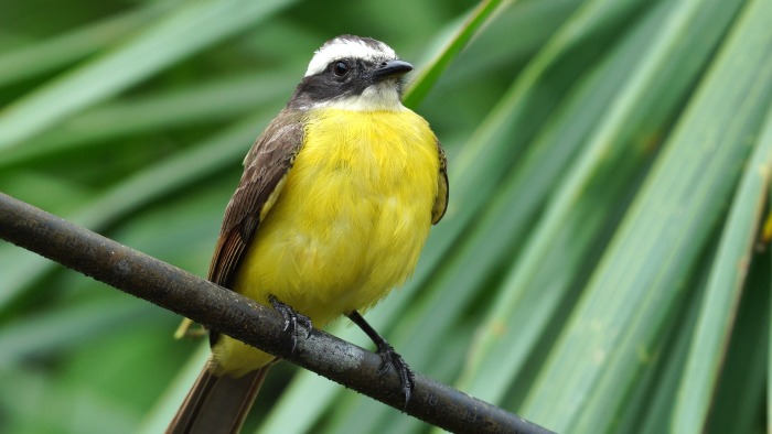 Estamos alzando vuelo