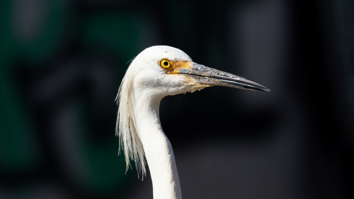 ¡Vamos por más! 20% del objetivo alcanzado en nuestra Serie Documental Aves de Colombia