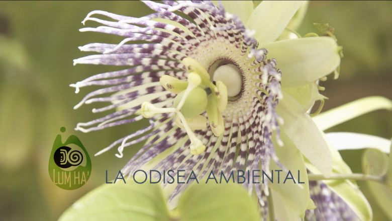 Immagine di intestazione