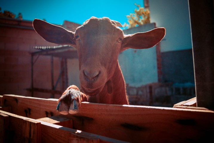 Immagine di intestazione