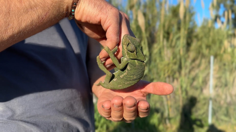 Imatge de capçalera